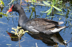 Common Moorhen - Gallinula chloropus